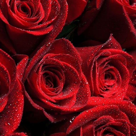 Meet your Posher, Calise m. - Picture 1 of 2